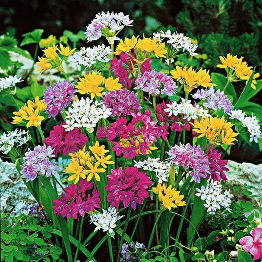 Mixed Allium bulbs for planting in an outdoor garden