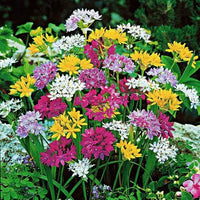 Mixed Allium bulbs for planting in an outdoor garden