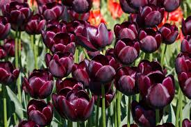 Marron Tulip Flower seeds for Planting Shade Tolerant Heirloom & GMO Free Seeds for Home Garden
