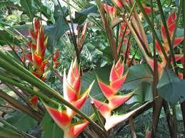 Heliconia Wagneriana Seeds for Tropical Planting  Vibrant Exotic Blooms