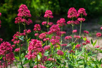 Red Jupiter's Beard Flower Seeds - Perennial Planting for Vibrant Blooms