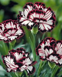 Maroon (Maroon White) seeds for planting in home garden
