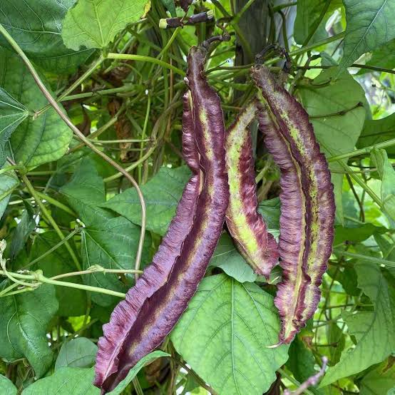 Purple Winged Bean plant growing on a garden trellis
