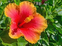 Orange Pink Hibiscus Flower seeds for Planting Hardy Variety Heirloom & GMO Free Seeds for Home Garden 
 
 Sale