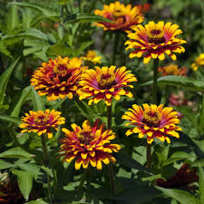 Yellow Pink Zinnia Flower seeds for Planting Easy to Grow Heirloom & GMO Free Seeds for Home Garden