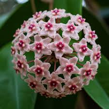 Light Red Hoya Flower Seeds for Planting Seasonal Bloomer Heirloom & GMO Free Seeds for Home Garden
 
 Sale