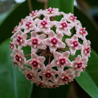 Light Red Hoya Flower Seeds for Planting Seasonal Bloomer Heirloom & GMO Free Seeds for Home Garden
 
 Sale