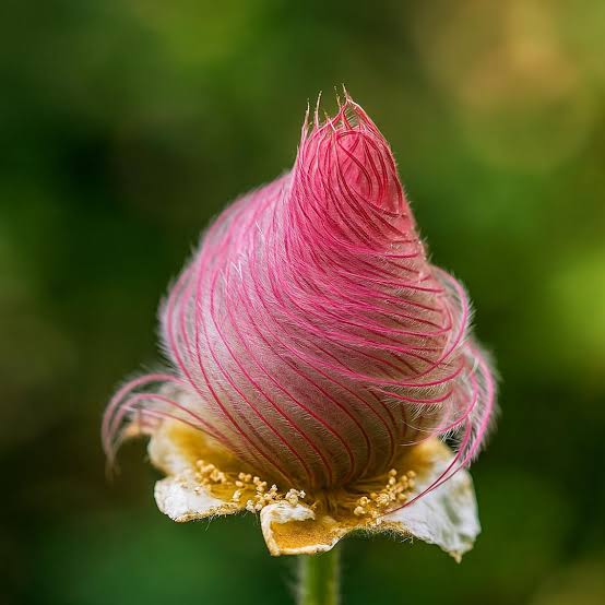 Heirloom non-GMO Prairie Smoke seeds suitable for perennial landscape gardens.
