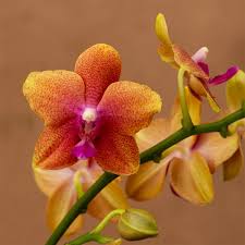 Deep Orange Phalaenopsis Orchid Flower Seeds for Planting Low Maintenance Heirloom & GMO Free Seeds for Home Garden
 
 Sale