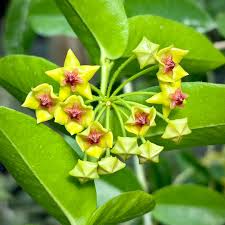 Yellow Maroon Hoya Carnosa Flower Seeds for Planting Cut Flower Favorite Heirloom & GMO Free Seeds for Home Garden
 
 Sale