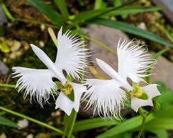 Egret Orchid Seeds for Planting  Create a Stunning Garden Display