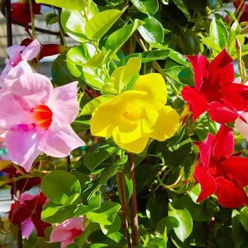 Mixed Mandevilla flowers blooming on a colorful climbing vine.
