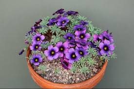 Blue Oxalis Laciniata Flower Seeds for Planting Easy to Grow Heirloom & GMO Free Seeds for Home Garden
 
 Sale