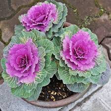 Violet Brassica Oleracea Flower Seeds – Bright Blooms Heirloom & NonGMO Seeds for Home Garden
 
 Sale