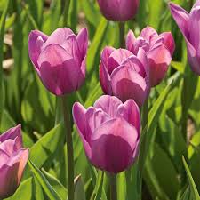 Violet Tulip Flower seeds for Planting - Wildflower Mix, Heirloom & GMO Free Seeds for Home Garden