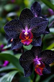 Black Phalaenopsis Orchid Seeds for Planting – Heirloom Non-GMO Ornamental Orchid Seeds for Indoor Gardens, Greenhouses & Containers