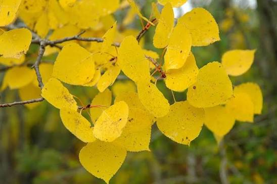 Ornamental Quaking Aspen tree growing in a sunny outdoor garden.

