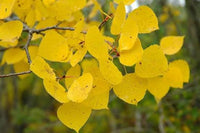 Ornamental Quaking Aspen tree growing in a sunny outdoor garden.

