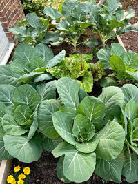 Heirloom non-GMO Georgia Southern collard seeds with leafy green harvest