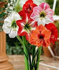 Hippeastrum Flower seeds for Planting - Wildflower Mix, Heirloom & GMO Free Seeds for Home Garden