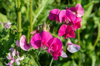 Sweet Peas Flower seeds for Planting - Long Bloom Season, Heirloom & GMO Free Seeds for Home Garden
