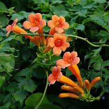 Enredadera Trompetan Flower seeds for Planting - Shade Tolerant, Heirloom & GMO Free Seeds for Home Garden