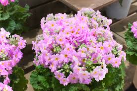 Light Pink Primula Malacoides Flower Seeds – Seasonal Bloomer Heirloom & NonGMO Seeds for Home Garden
 
 Sale