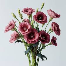 White & Maroon Eustoma (Lisianthus) Flower Seeds for Planting Heirloom NONGMO Seeds Pollinator Friendly 
 
 Sale