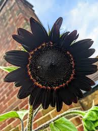 Black Giant Sunflower Seeds for Planting Fragrant Blossoms Heirloom & GMO Free Seeds for Home Garden
 
 Sale