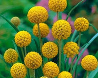 Craspedia Billy Button flowers featuring globe-shaped yellow blossoms.