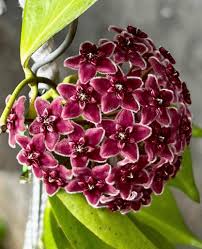 Red Hoya Ball Flower seeds for Planting - Long Bloom Season, Heirloom & GMO Free Seeds for Home Garden