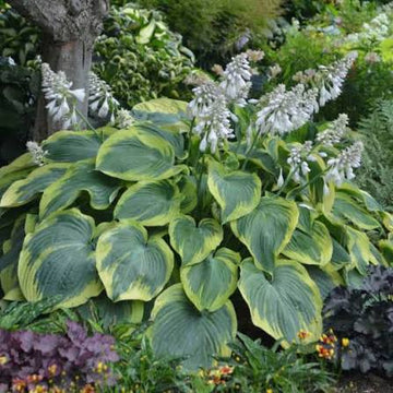 Hosta plants prepared for easy garden planting
