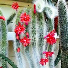 Hildewintera Flower seeds for Planting Fragrant Blossoms Heirloom & GMO Free Seeds for Home Garden