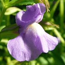 Mimulus Purple Monkey Flower Seeds for Colorful Shade Gardens