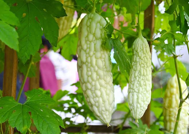 White Bitter Melon fruits hanging from a climbing vine in a sunny outdoor garden.

