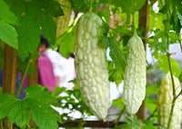 White Bitter Melon fruits hanging from a climbing vine in a sunny outdoor garden.

