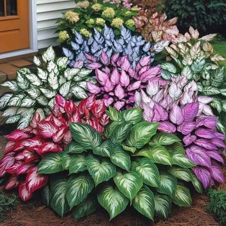 Hosta ornamental plant with decorative foliage