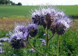 Fiddleneck Flower seeds for Planting - Hardy Variety, Heirloom & GMO Free Seeds for Home Garden