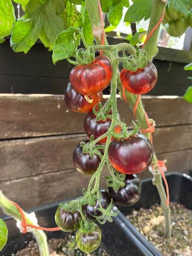 Queen of the Night tomato seeds for home vegetable gardening