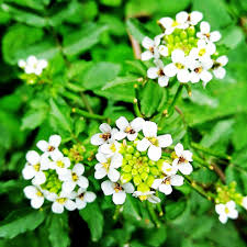 Watercress Flower seeds for Planting Perfect for Borders Heirloom & GMO Free Seeds for Home Garden