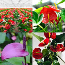 MultiColour Anthurium Seeds for Planting Premium Quality Heirloom & GMO Free Seeds for Home Garden
 
 Sale