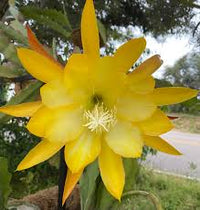 Yellow Epiphyllum Flower Seeds for Planting Bright Blooms Heirloom & GMO Free Seeds for Home Garden
 
 Sale