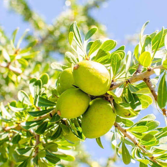 Argan Tree with natural evergreen leaves in a landscape