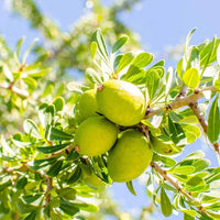 Argan Tree with natural evergreen leaves in a landscape