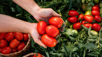 Red Grushovka Tomato Seeds for Planting