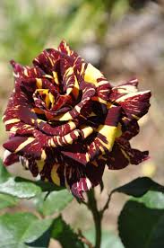 Maroon Yellow Rose Flower seeds for Planting Sun Loving Heirloom & GMO Free Seeds for Home Garden