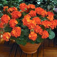 Orange Pelargonium Peltatum Flower Seeds for Planting Drought Tolerant Heirloom & GMO Free Seeds for Home Garden
 
 Sale