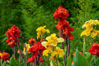 Canna Bulbs Mix for colorful flower and foliage garden planting
