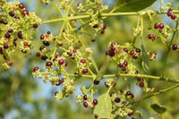 Salvadora persica Toothbrush Tree growing with green foliage outdoors.