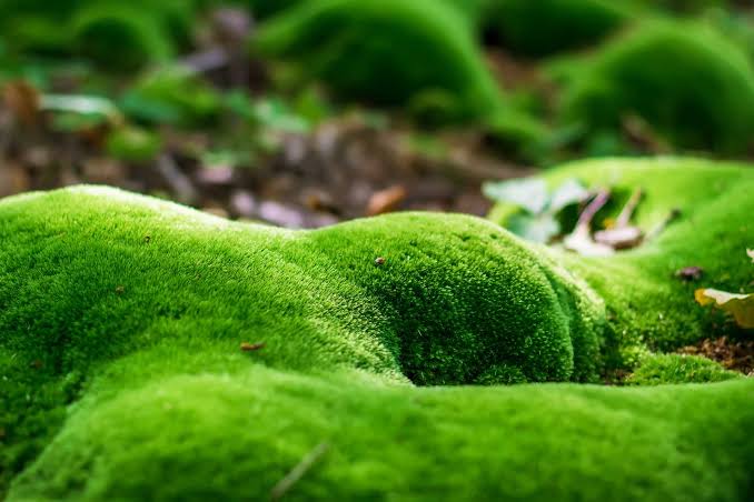 Pearlwort lawn creating a soft green carpet in a landscaped outdoor space.